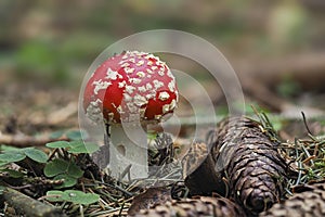 The Fly Agaric Amanita muscaria is a poisonous mushroom photo