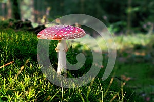 Fly Agaric Amanita muscaria poisonous mushroom in forest