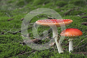 The Fly Agaric Amanita muscaria is a poisonous mushroom photo