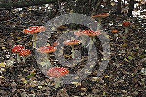 The Fly Agaric Amanita muscaria is a poisonous mushroom photo