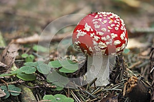 The Fly Agaric Amanita muscaria is a poisonous mushroom photo