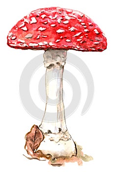 Fly Agaric Amanita Muscaria Red Mushroom Illustration