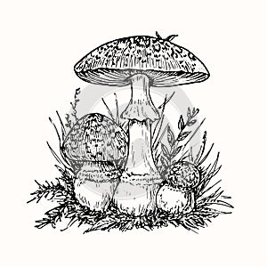Fly agaric or amanita mushrooms group growing in grass, doodle black ink drawing, woodcut