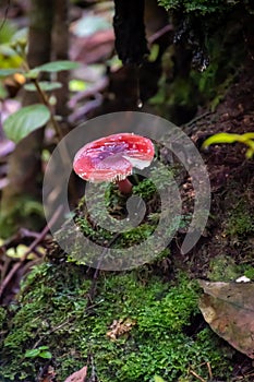 Fly agaric amanita poisonous mushroom in rain forest