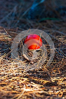 Fly agaric, amanita, toadstool red poisoned mushroom.