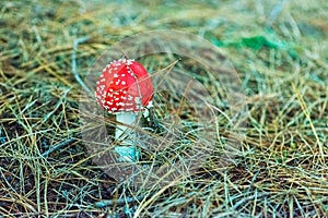 Fly agaric, amanita, toadstool red poisoned mushroom.