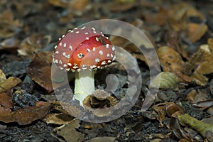 Fly Agaric amidst leaves on the forest floor