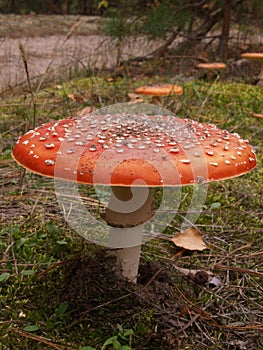 Fly-agaric in the autumn forest