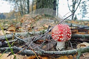 Fly agaric autumn forest mushroom