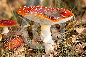 Fly agaric in autumn leaves