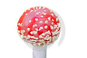 Fly agaric without background