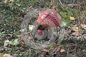 fly agaric, easily recognizable mushroom on the sunny glade, among the leaves of wild strawberry. picturesque couple with spotted