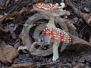 The Fly Agaric photo