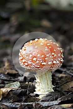 The Fly Agaric photo