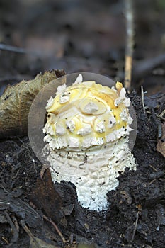 The Fly Agaric photo