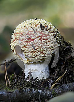 The Fly Agaric photo