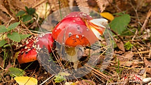 Fly agaric or fly amanita Amanita muscaria is a beautiful toxic red mushroom with white spots