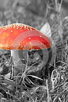 Fly Agaric or Fly Amanita, Amanita muscaria, mushroom fungi