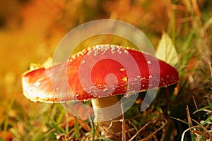 Fly Agaric or Fly Amanita, Amanita muscaria, mushroom fungi