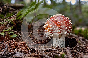 Fly agaric, Fly amanita Amanita muscaria, poisonous mushroom in forest