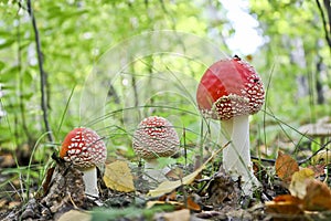 Fly agaric or fly amanita Amanita muscaria poisonous psychoactive mushroom. A toadstool