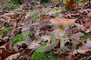 The fly agaric or fly amanita, is a basidiomycete of the genus Amanita. It is also a muscimol mushroom seen in Zutendaal