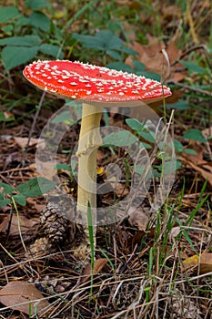 The fly agaric or fly amanita, is a basidiomycete of the genus Amanita. It is also a muscimol mushroom seen in Zutendaal