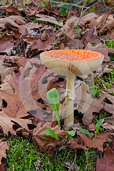 The fly agaric or fly amanita, is a basidiomycete of the genus Amanita. It is also a muscimol mushroom seen in Zutendaal