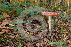 The fly agaric or fly amanita, is a basidiomycete of the genus Amanita. It is also a muscimol mushroom seen in Zutendaal