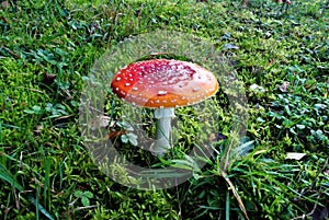 Fly agaric or fly amanita (lat. Amanita muscaria), poisonous, not edible wild mushroom in a forest, fungus, mycology