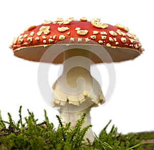 Fly agaric or fly Amanita mushroom