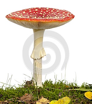 Fly agaric or fly Amanita mushroom