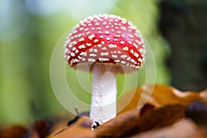 Fly agaric or fly Amanita mushroom  Amanita muscaria