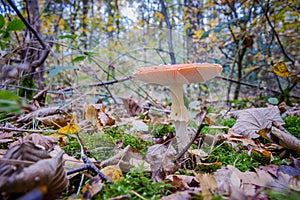 Fly agaric or fly Amanita mushroom, Amanita muscaria