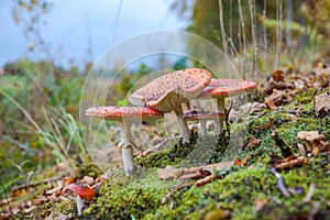 Fly agaric or fly Amanita mushroom, Amanita muscaria