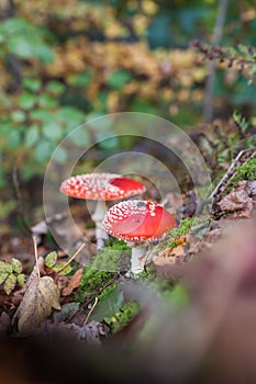 Fly agaric or fly Amanita mushroom, Amanita muscaria