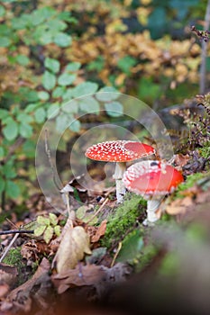 Fly agaric or fly Amanita mushroom, Amanita muscaria