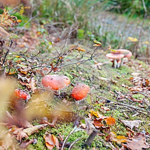 Fly agaric or fly Amanita mushroom, Amanita muscaria