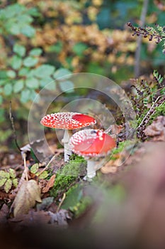 Fly agaric or fly Amanita mushroom, Amanita muscaria