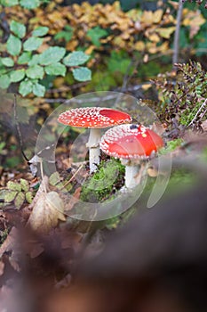 Fly agaric or fly Amanita mushroom, Amanita muscaria