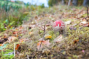 Fly agaric or fly Amanita mushroom, Amanita muscaria