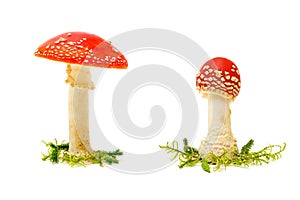 Fly agaric or fly Amanita mushroom on a white background