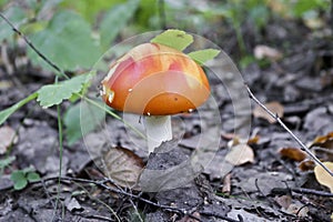 Fly agaric or fly amanita poisonous psychoactive mushroom. A toadstool with a red hat grows