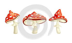 Fly Agaric or Fly Amanita White-spotted Mushroom with Red Cap Vector Set