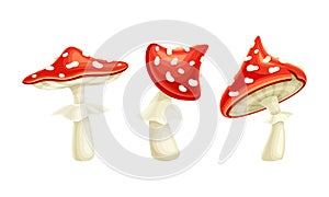 Fly Agaric or Fly Amanita White-spotted Mushroom with Red Cap Vector Set