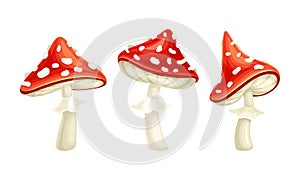 Fly Agaric or Fly Amanita White-spotted Mushroom with Red Cap Vector Set