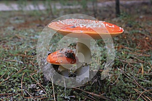 Fly agaric in the fores