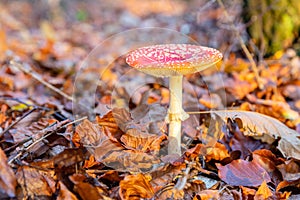 Fly agaric in the forest