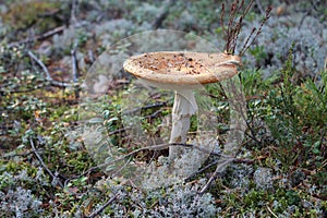 Fly agaric in the forest