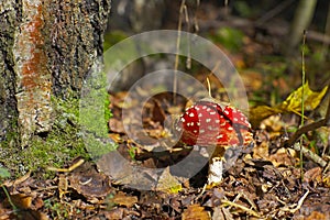 Fly-agaric in a forest